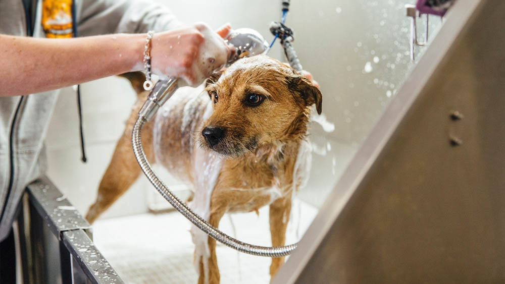 Serviço de Banho e Tosa Delivery Gama - Banho e Tosa Táxi Dog