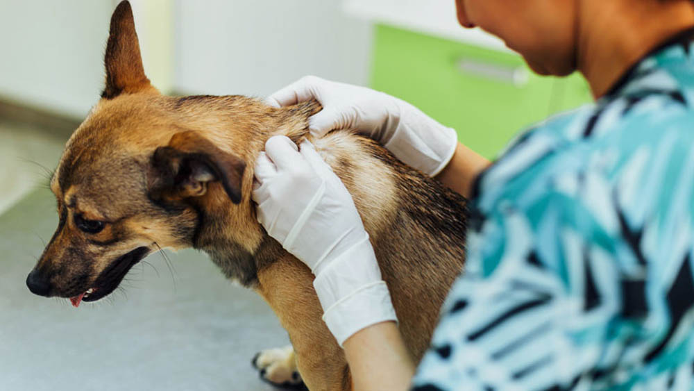 Dermatologia Veterinária em Santos | Pet Mania Clínica Veterinária