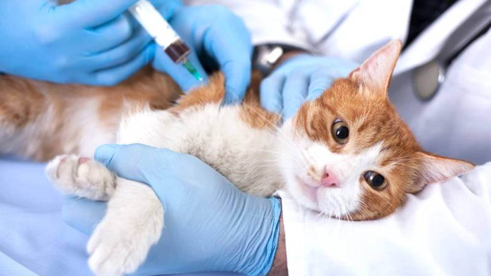 Exames Laboratoriais Veterinários para Cães e Gatos em Santos | Pet Mania