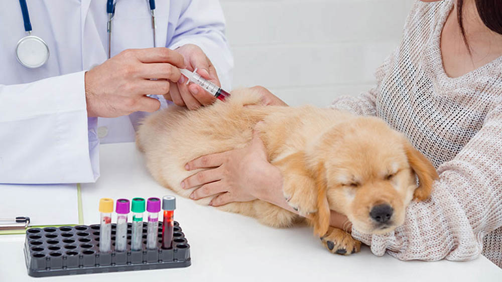 Laboratório Veterinário em Santos | Pet Mania Clínica Veterinária