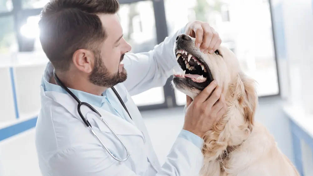 Odontologia Veterinária em Santos | Pet Mania Clínica Veterinária