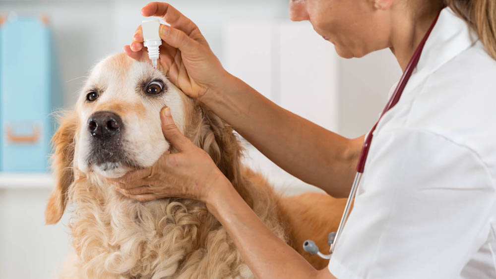 Oftalmologia Veterinária em Santos | Pet Mania Clínica Veterinária 