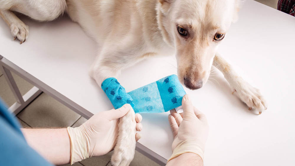 Ortopedia Veterinária em Santos