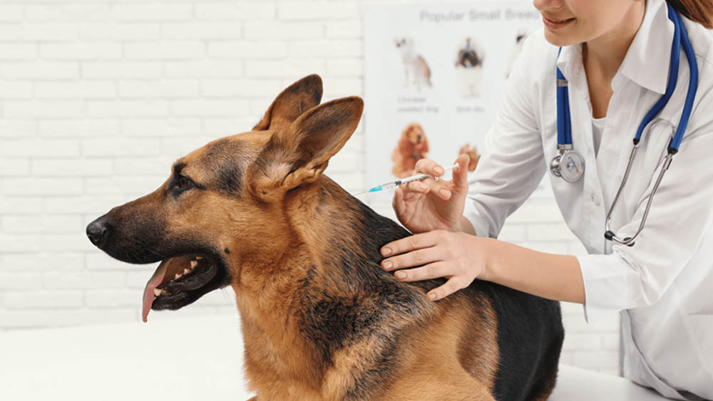 Vacinas para Cães em Santos